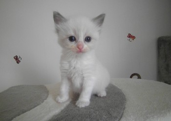 mâle blue bicolour - 4 semaines - Chatterie Ragdolls du Val de Beauvoir